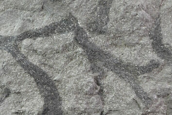 Graptolite Fossil - Rochester Shale, NY #68904